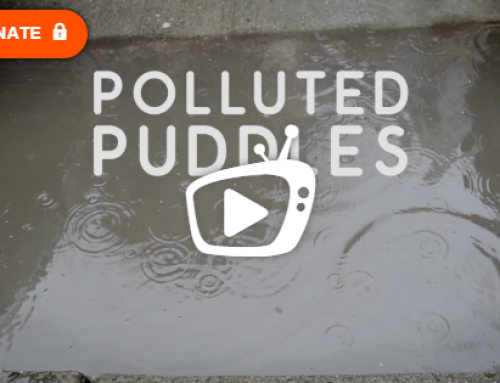 8 Nonprofit Videos That Rocked The pledgeTV Film Festival